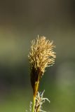 Carex brevicollis