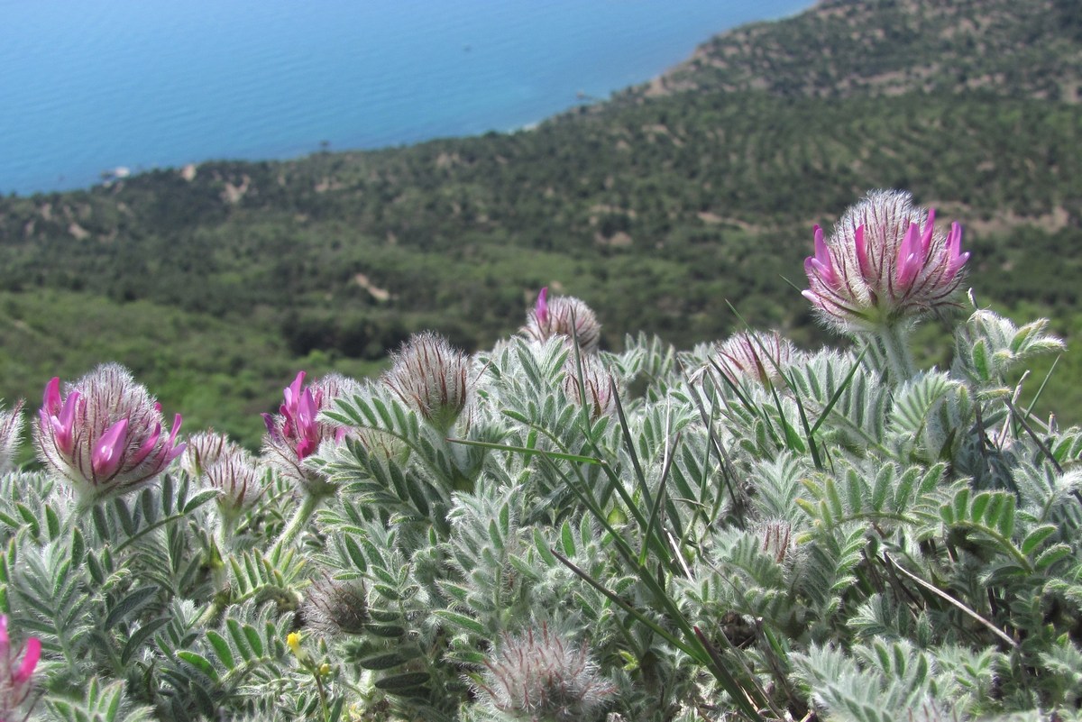 Изображение особи Astragalus setosulus.