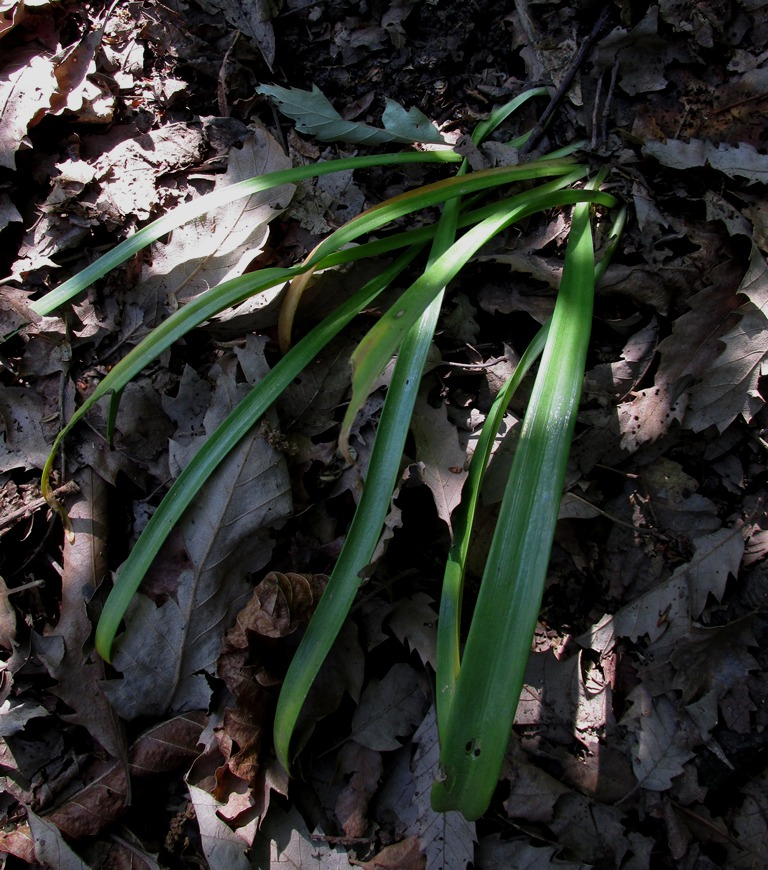 Изображение особи Galanthus caspius.