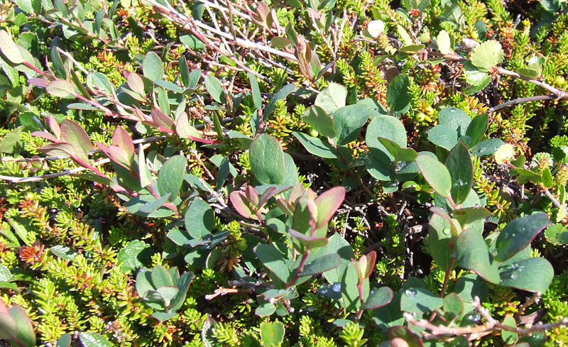 Image of Vaccinium uliginosum ssp. microphyllum specimen.