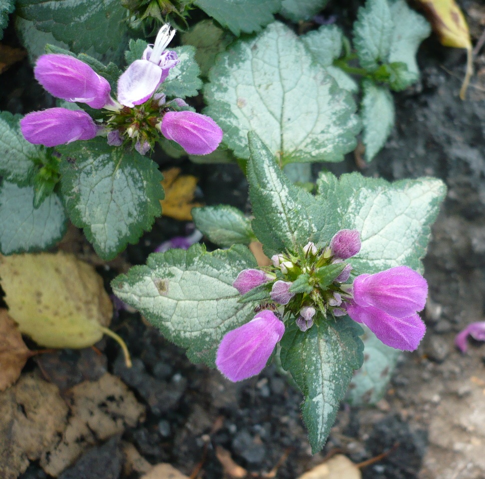 Image of Lamium maculatum specimen.