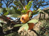 Crataegus pontica. Ветвь с плодами. Казахстан, Зап. Тянь-Шань, Таласский Алатау, запов. Аксу-Жабаглы, каньон Аксу, склон южной экспозиции, 1600 м н.у.м. 20 сентября 2015 г.