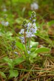 Veronica officinalis