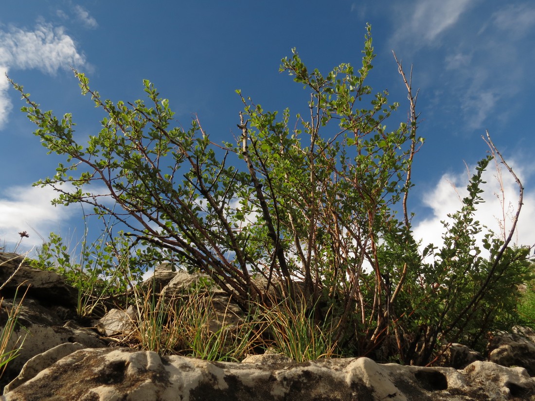 Изображение особи Spiraea aquilegifolia.