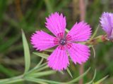 Dianthus versicolor