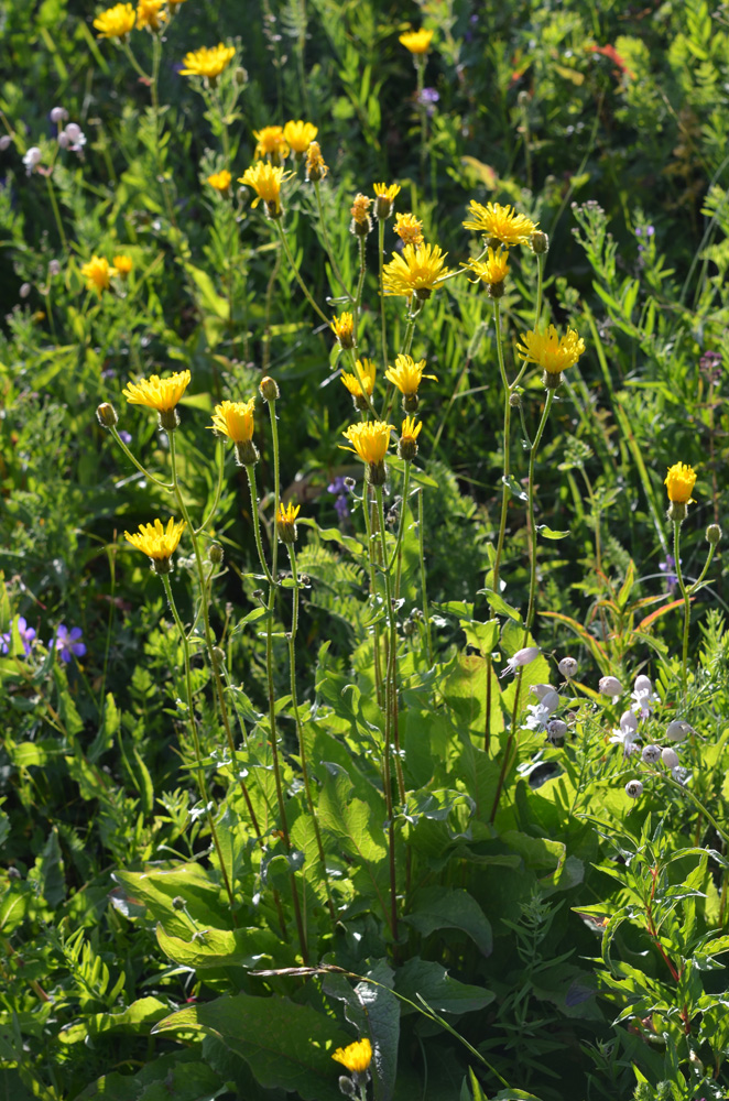 Изображение особи Crepis sibirica.