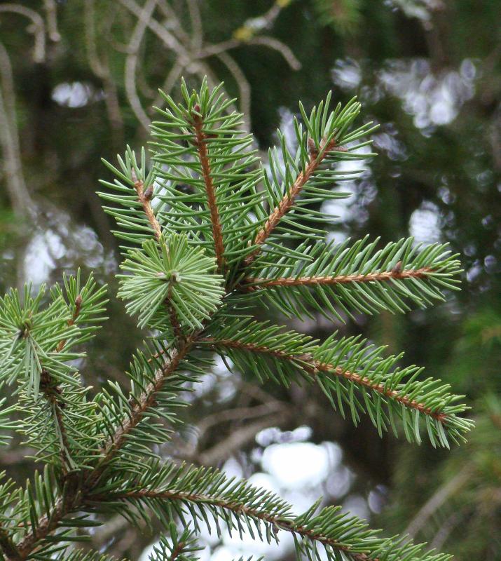 Изображение особи Picea &times; fennica.