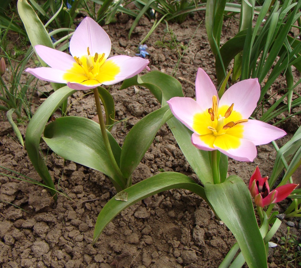 Изображение особи Tulipa saxatilis ssp. bakeri.