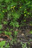 Ranunculus japonicus