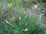 Oxytropis hippolyti