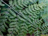 Dryopteris expansa