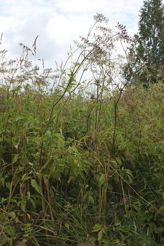 Image of Chaerophyllum aromaticum specimen.