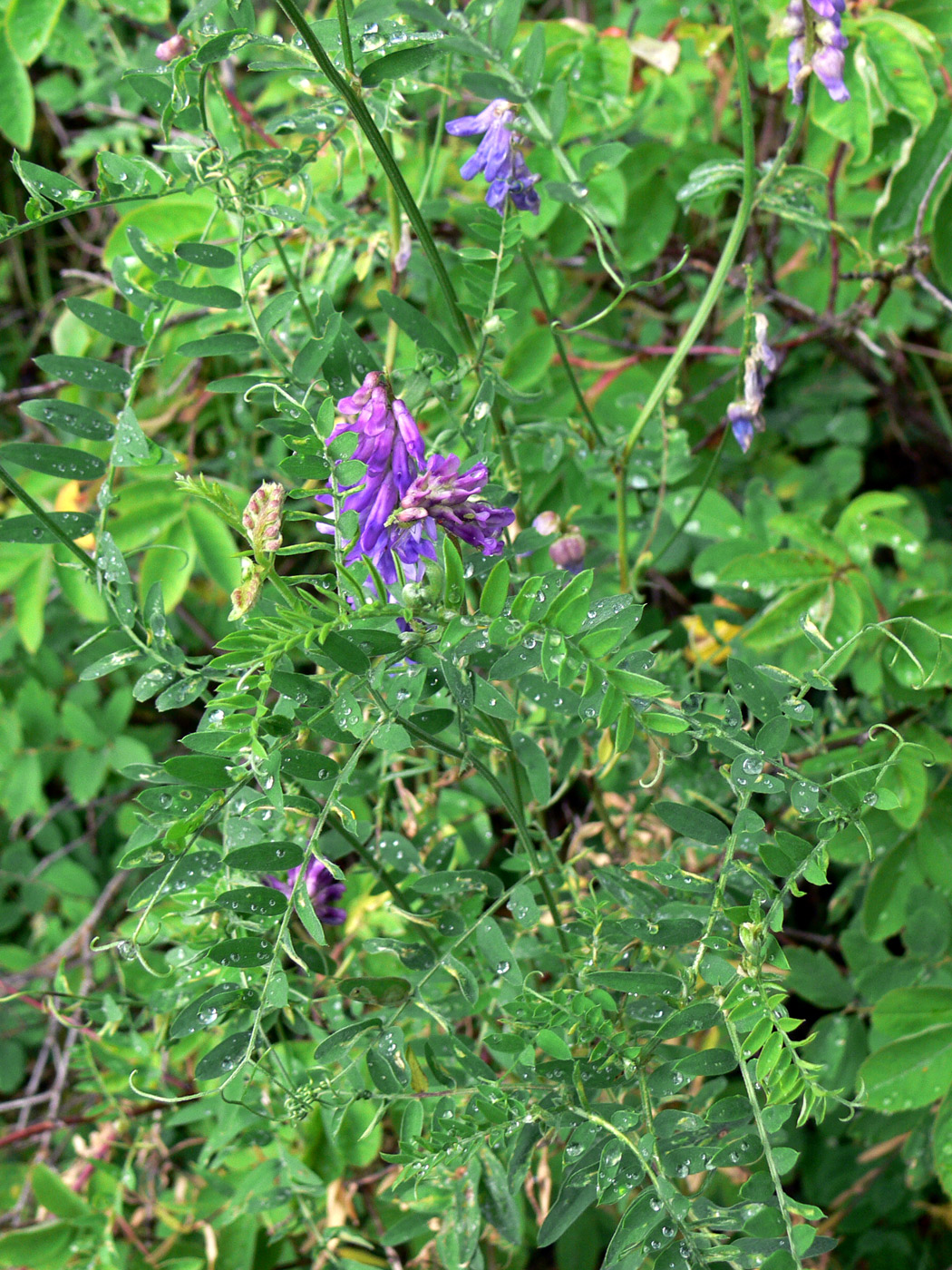 Image of Vicia cracca specimen.