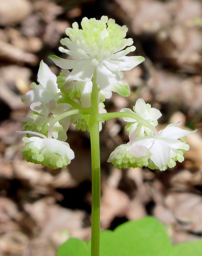 Изображение особи Thalictrum filamentosum.