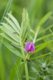 Vicia angustifolia. Верхушка цветущего растения с кормящимися муравьями. Ростовская обл., Мясниковский р-н, окр. хут. Недвиговка, Каменная балка. 09.05.2015.