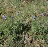 Lupinus angustifolius