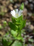 Stellaria neglecta. Верхушка цветущего растения. Крым, Байдарская долина, окр. с. Родниковое, у Скельской пещеры. 05.04.2010.