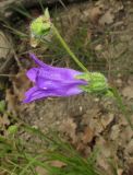 Campanula komarovii