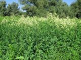 Thalictrum flavum