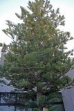 Araucaria heterophylla. Крона взрослого дерева. Греция, о. Родос, в культуре. Июль 2017 г.