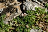 Asperula pubescens