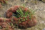 Bryum cryophilum