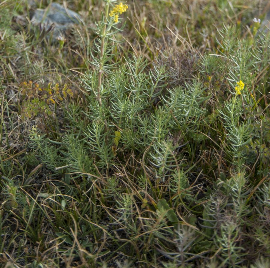 Изображение особи Galium verum.