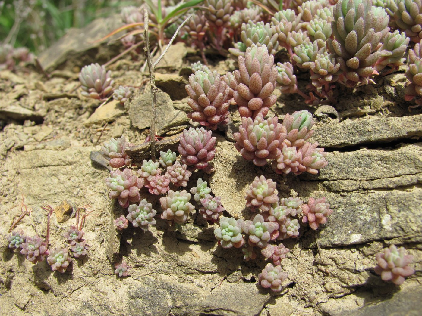 Изображение особи Sedum hispanicum.