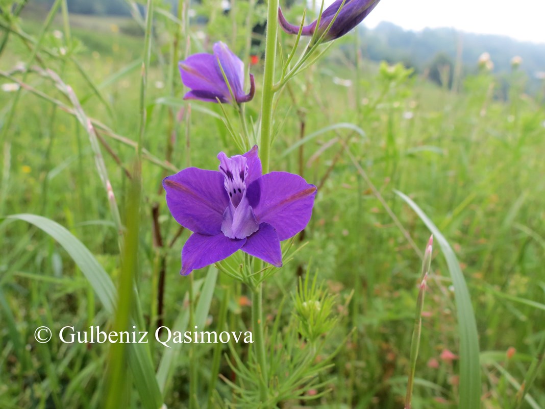 Изображение особи Delphinium hispanicum.