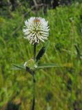 Trifolium montanum. Соцветие. Марий Эл, г. Йошкар-Ола, Сосновая роща, поляна. 23.06.2018.