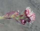 Petasites frigidus