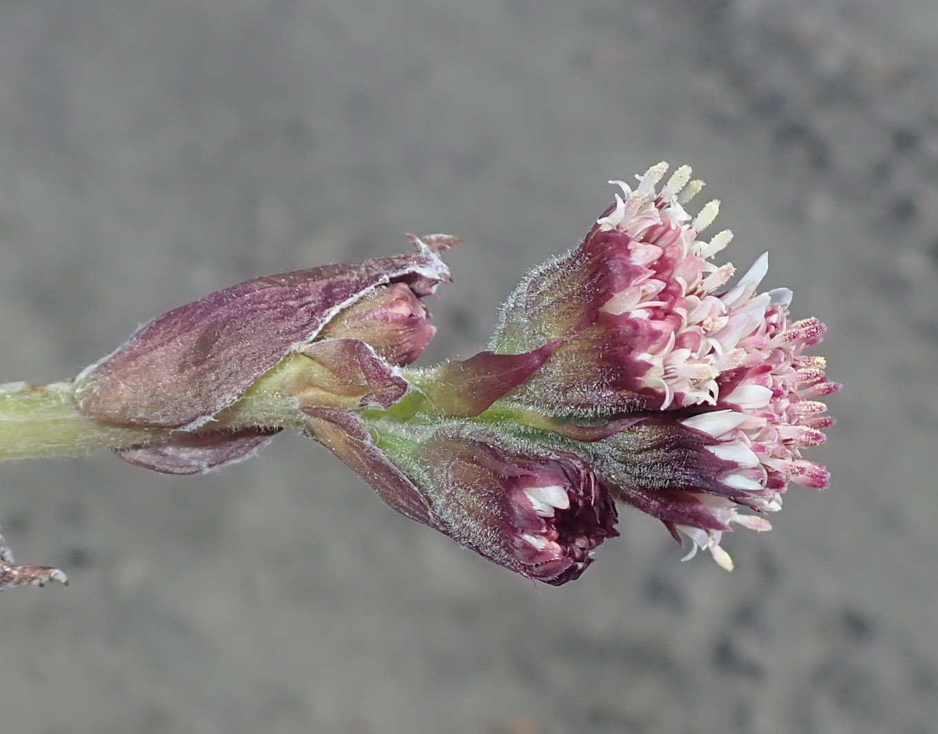 Изображение особи Petasites frigidus.