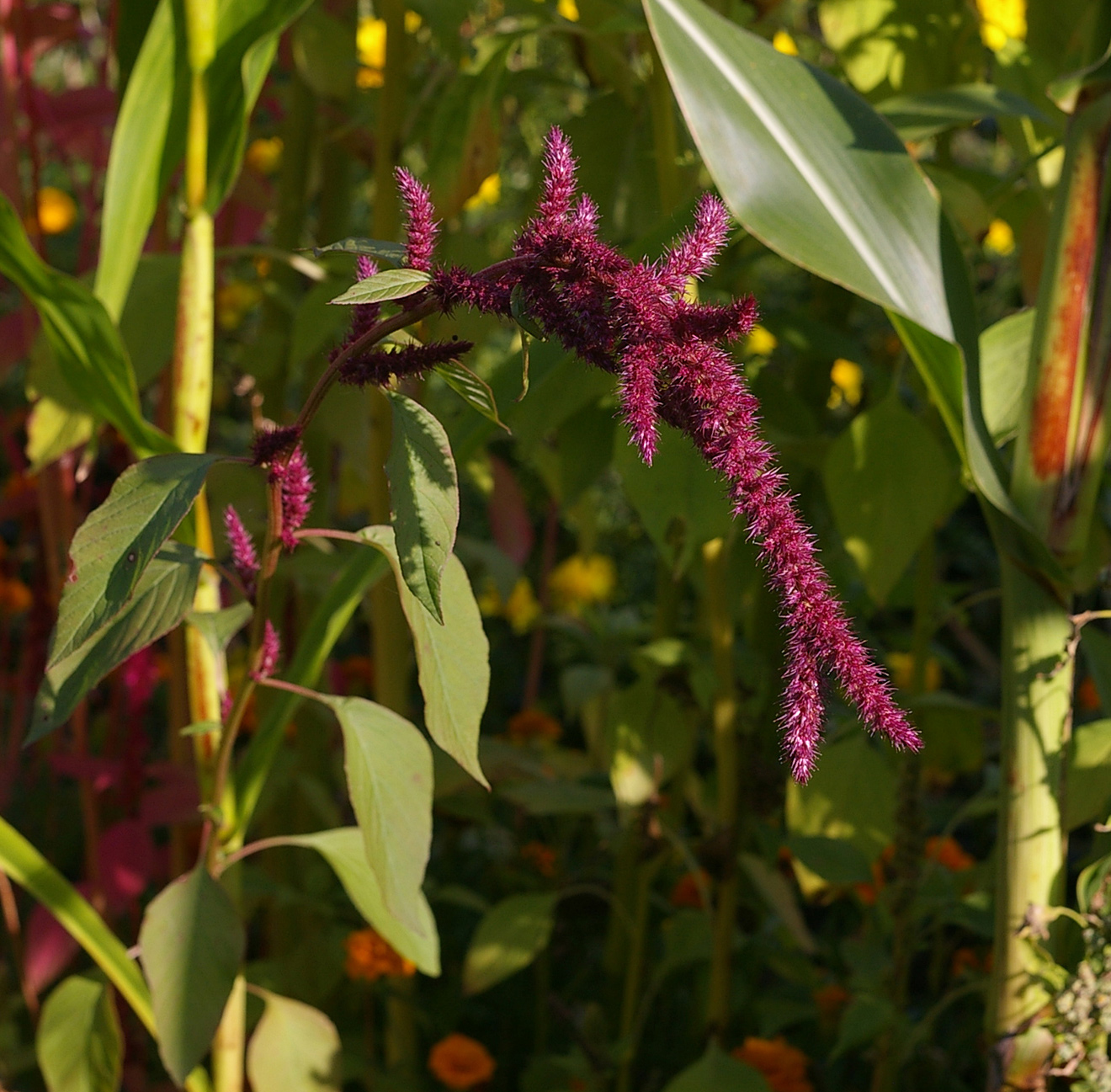 Изображение особи Amaranthus caudatus.