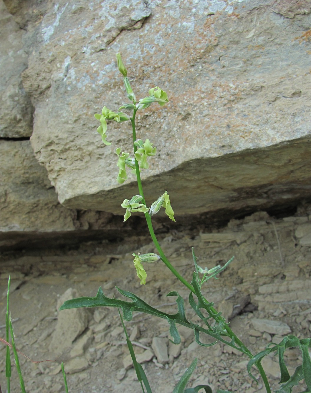 Изображение особи Matthiola daghestanica.