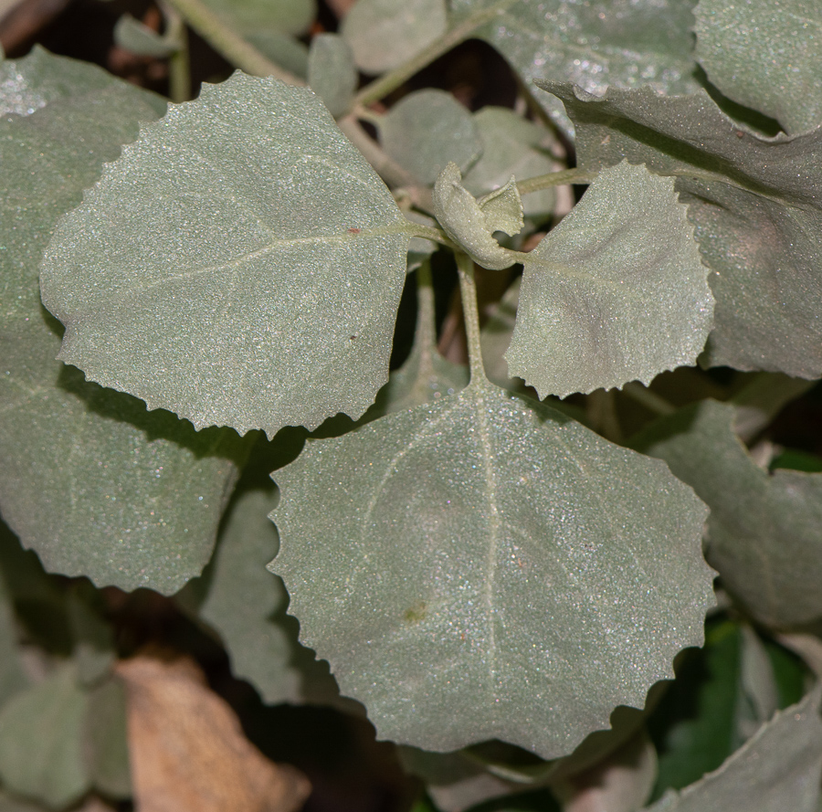 Image of Atriplex nummularia specimen.