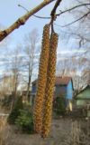 Corylus colurna