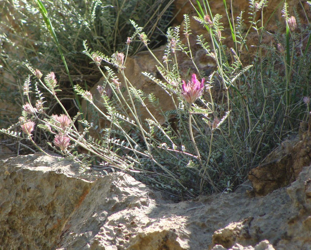 Изображение особи Astragalus cancellatus.