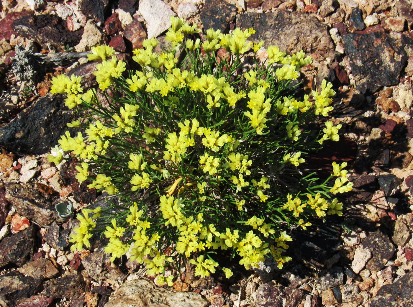 Изображение особи Limonium chrysocomum.