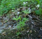 Galium odoratum. Цветущие растения. Адыгея, Майкопский р-н, окр. пос. Хамышки, ≈ 740 м н.у.м., буково-пихтовый лес на берегу р. Киша. 30.04.2018.