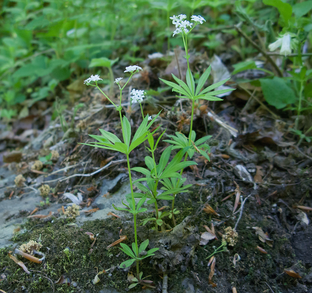 Изображение особи Galium odoratum.