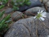 Stellaria fischeriana