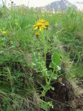 Senecio taraxacifolius. Цветущее растение. Кабардино-Балкария, Эльбрусский р-н, долина р. Ирикчат, ок. 2600 м н.у.м., субальпийский луг. 07.07.2020.