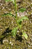 Senecio vulgaris