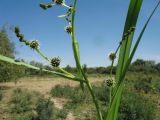 Sparganium stoloniferum