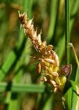 Carex vesicaria. Часть побега с осыпающимся соплодием. Марий Эл, Йошкар-Ола, Сосновая роща, заливаемый участок леса. 18.07.2021.