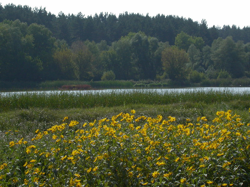 Изображение особи Helianthus tuberosus.