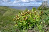 Cypripedium calceolus