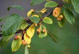 Malus toringo. Часть ветки с плодами и листьями, принимающими осеннюю окраску. Санкт-Петербург, парк Ботанического сада БИН РАН, в культуре. 02.10.2022.