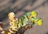 Euphorbia paralias