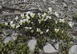 Viola tricolor ssp. alpestris